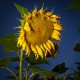 sunflower2_klein_800