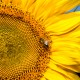 sunflower_klein_800